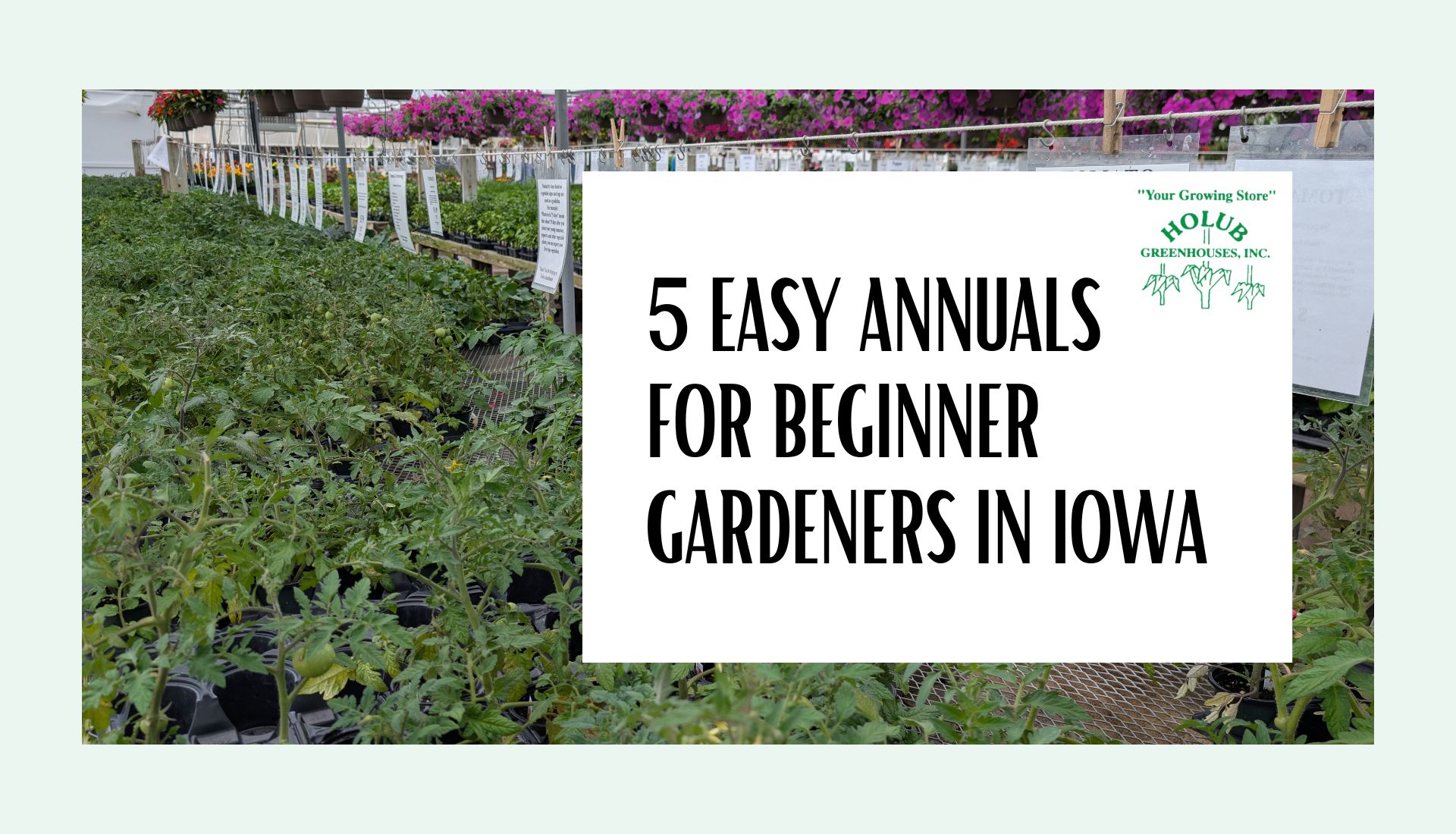 5 Easy Annuals for Beginner Gardeners in Iowa
