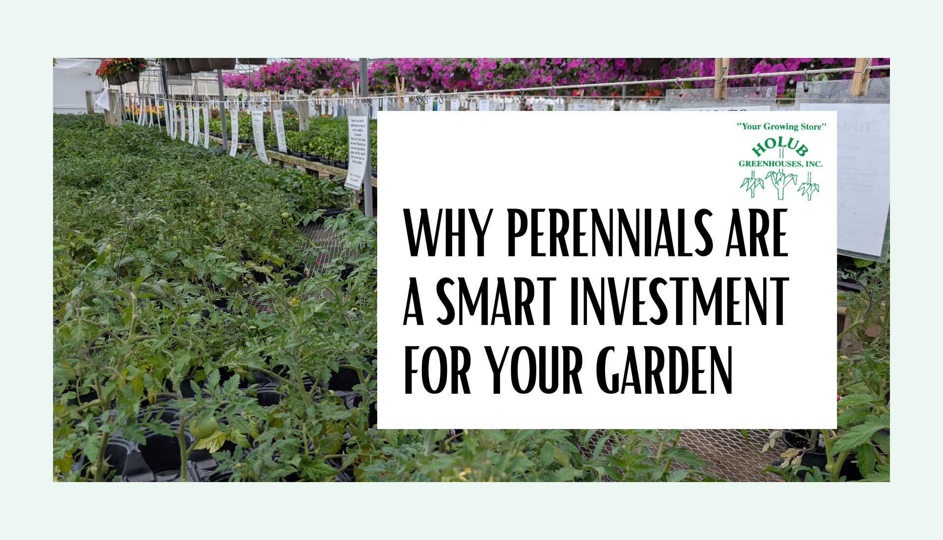 Why Perennials Are a Smart Investment for Your Garden