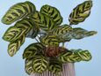 Colorful Calathea prayer plant with patterned leaves in indirect light.This Non-toxic, pet-friendly houseplant available at Holub Greenhouses in Ames, Iowa.