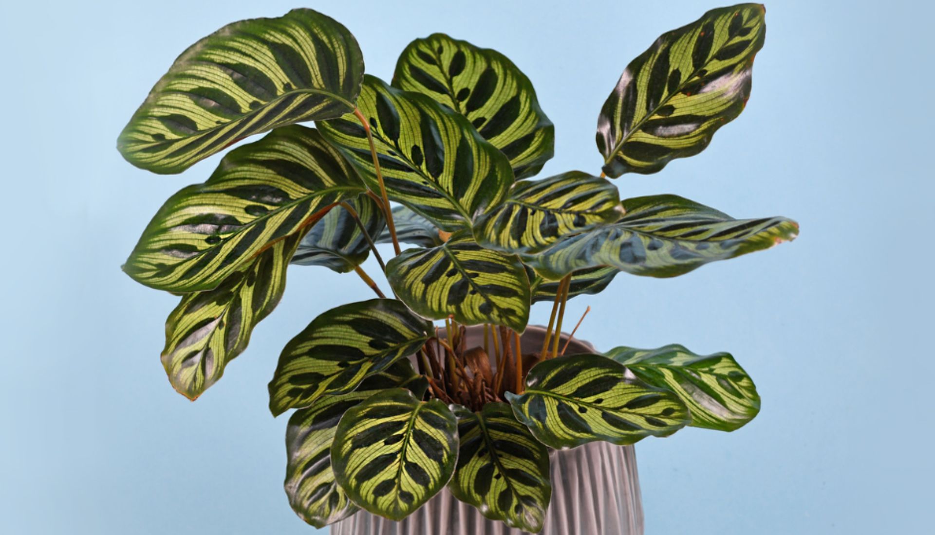 Colorful Calathea prayer plant with patterned leaves in indirect light.This Non-toxic, pet-friendly houseplant available at Holub Greenhouses in Ames, Iowa.
