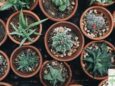 The Truth About Succulents: Are They Really That Easy?