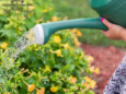 Watering outdoor flowers in Iowa during the summer.