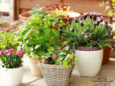 Grouping patio containers to protect plants from sun and reduce watering in Iowa heat