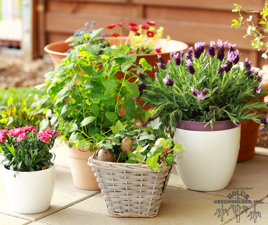 Grouping patio containers to protect plants from sun and reduce watering in Iowa heat