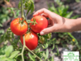 Harvesting ripe tomatoes in Ames, Iowa to encourage continuous summer production.