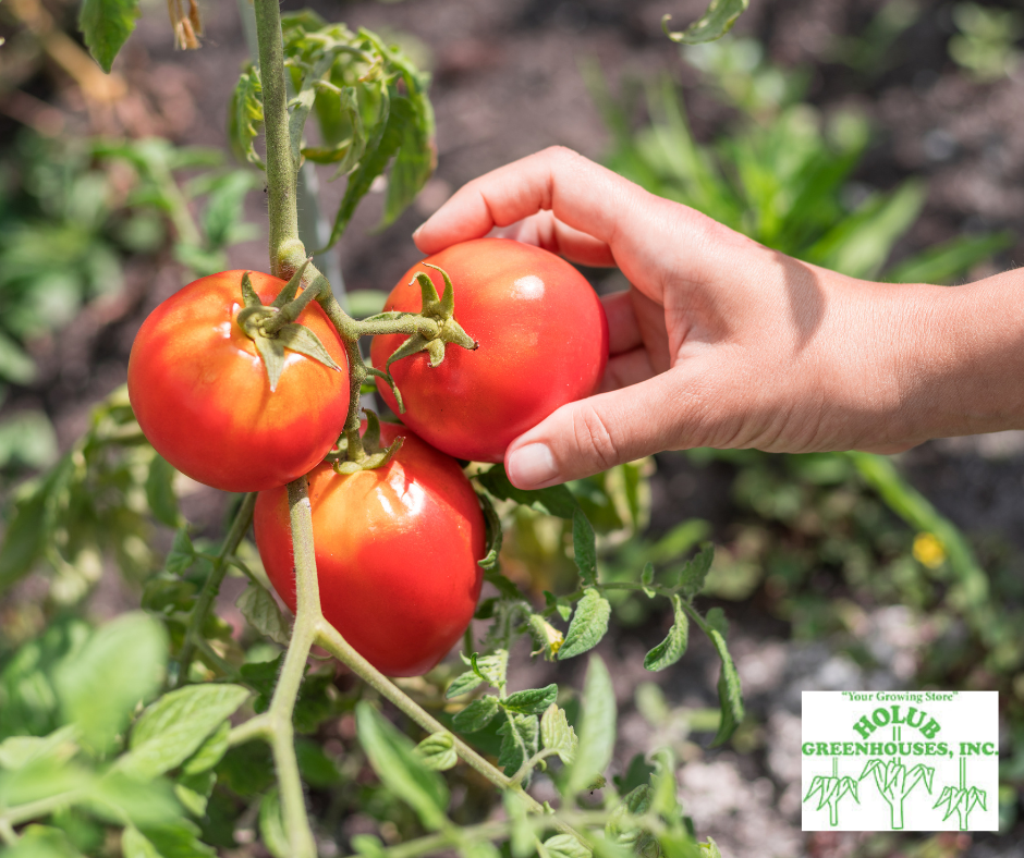 Harvesting ripe tomatoes in Ames, Iowa to encourage continuous summer production.