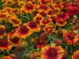 Colorful perennial flowers at Holub Greenhouses in Ames, Iowa.