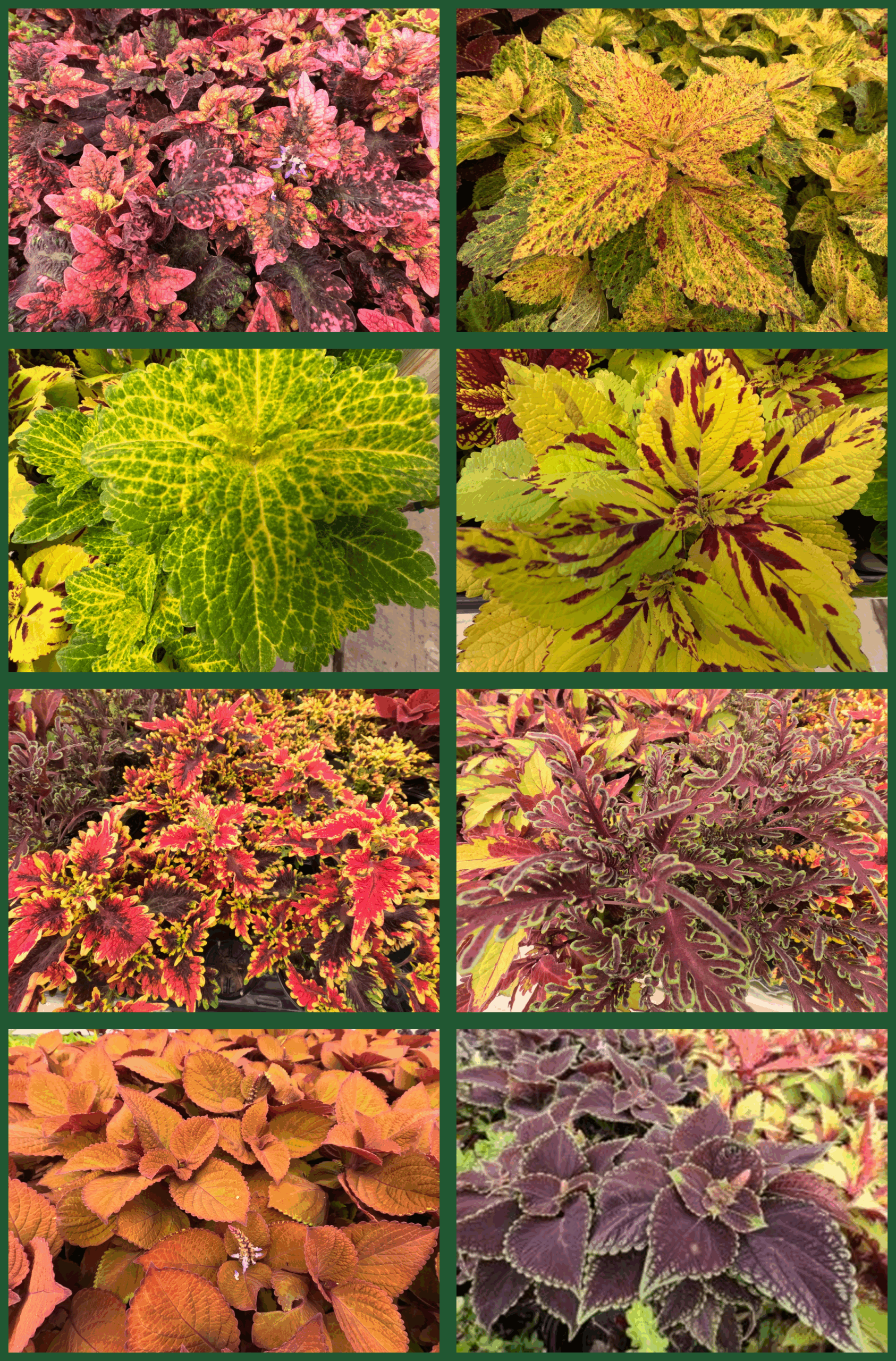 Fall Coleus Coleus Annuals for Iowa Gardens | Holub Greenhouses in Ames