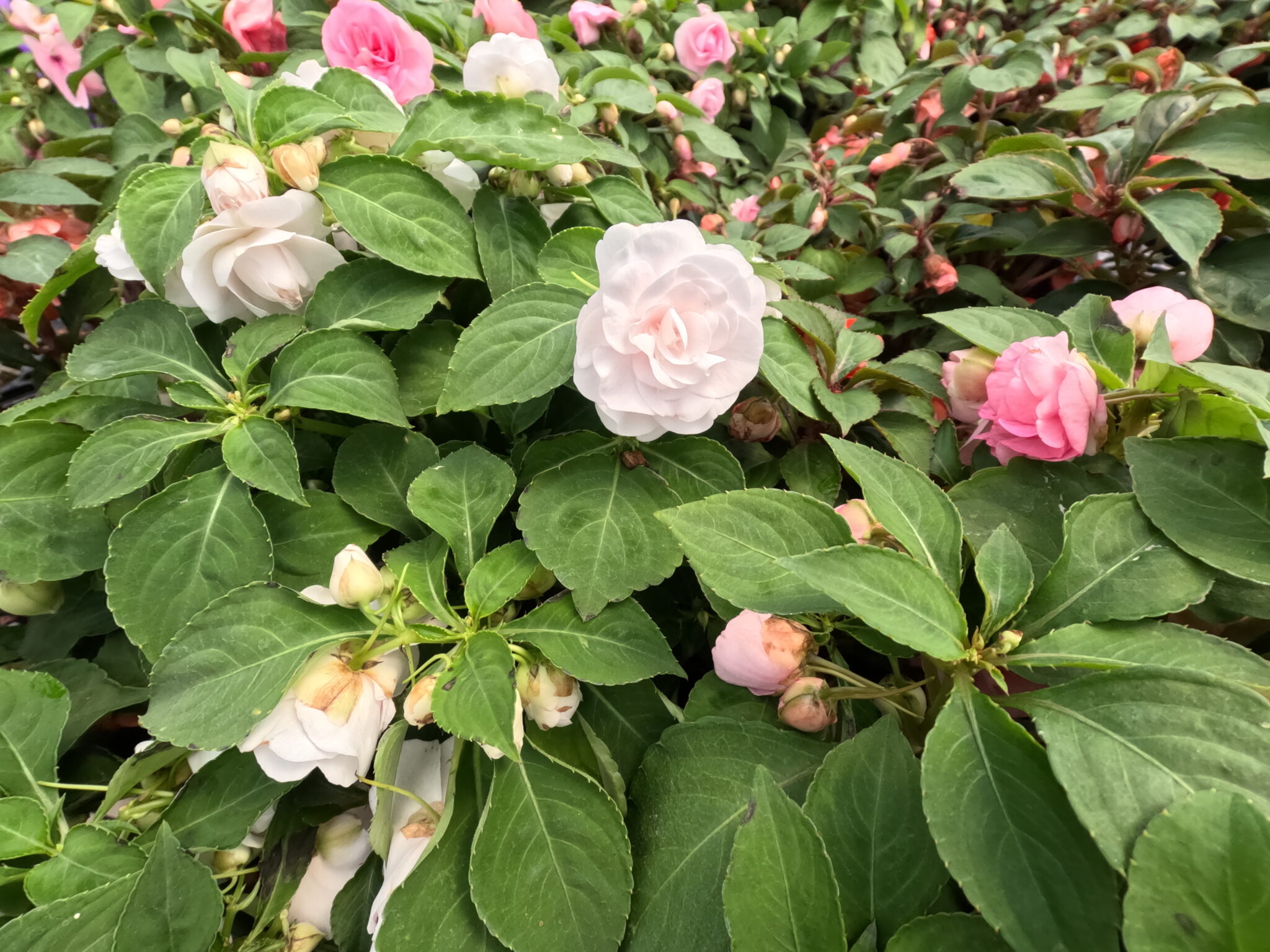 Best Shade Annuals: Impatiens | Holub Greenhouses in Ames, IA