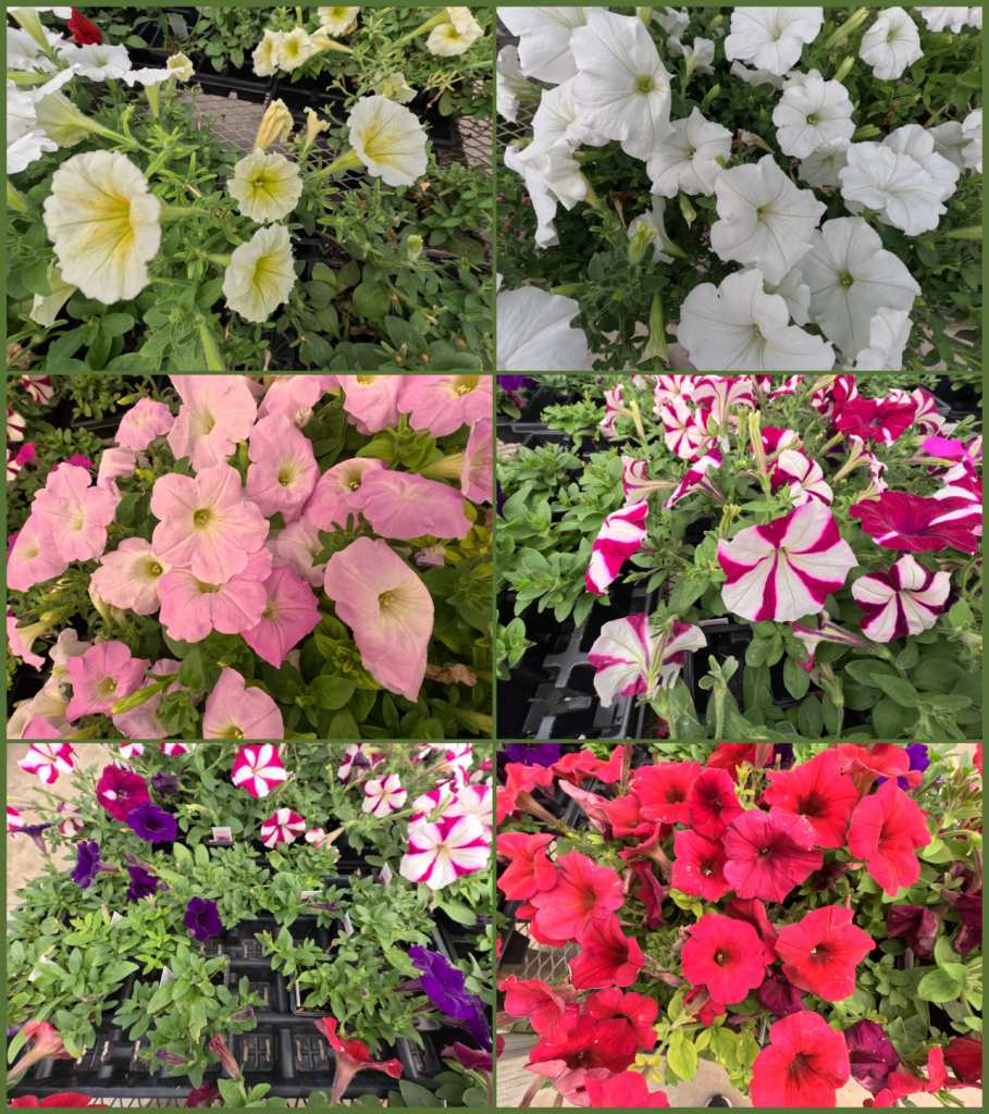 Various varieties of petunias available at Holub Greenhouses, located in Ames, Iowa.
