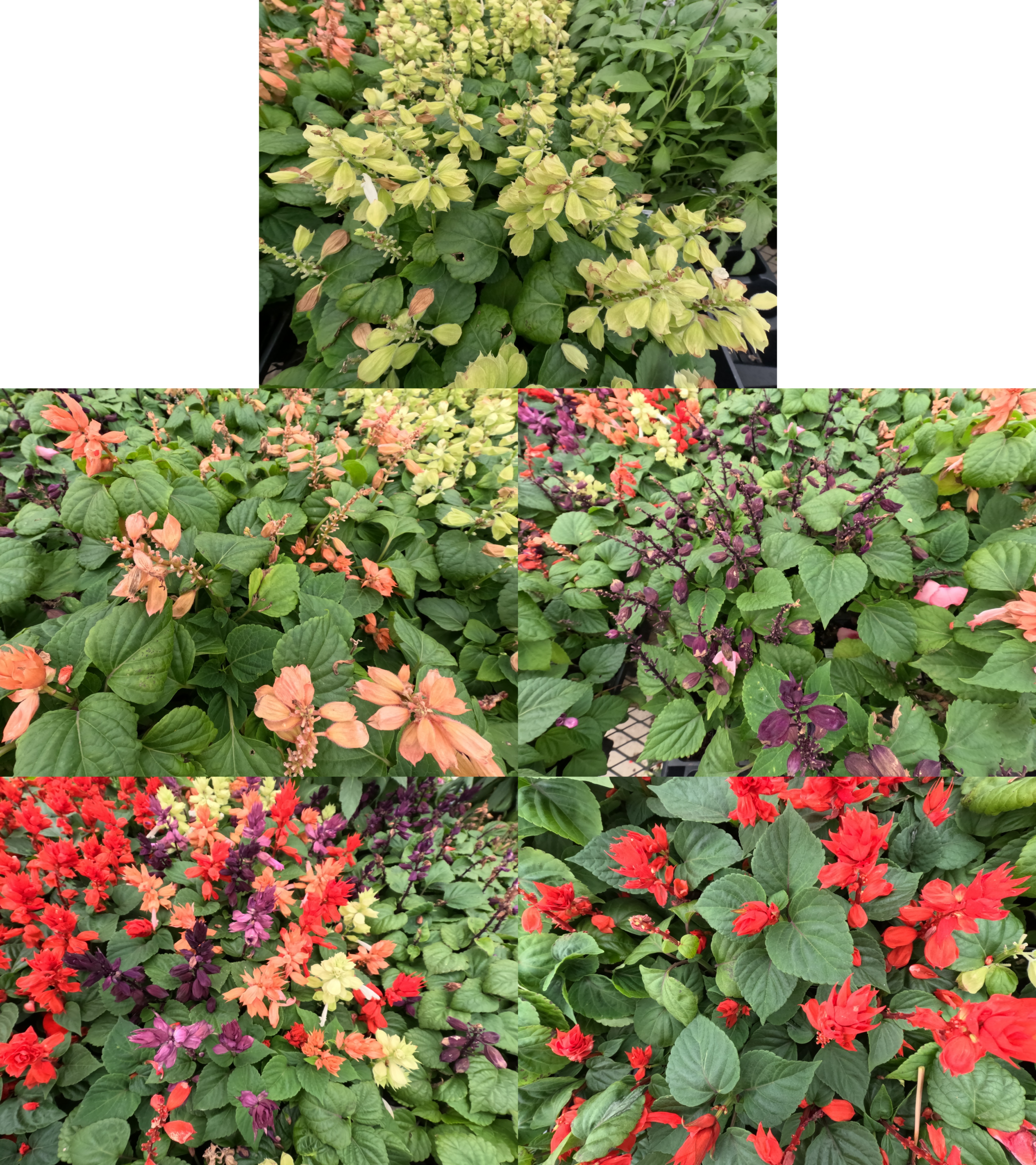 Collage of five varieties of salvia, an annual flower sold at Holub Greenhouses of Ames, Iowa. 