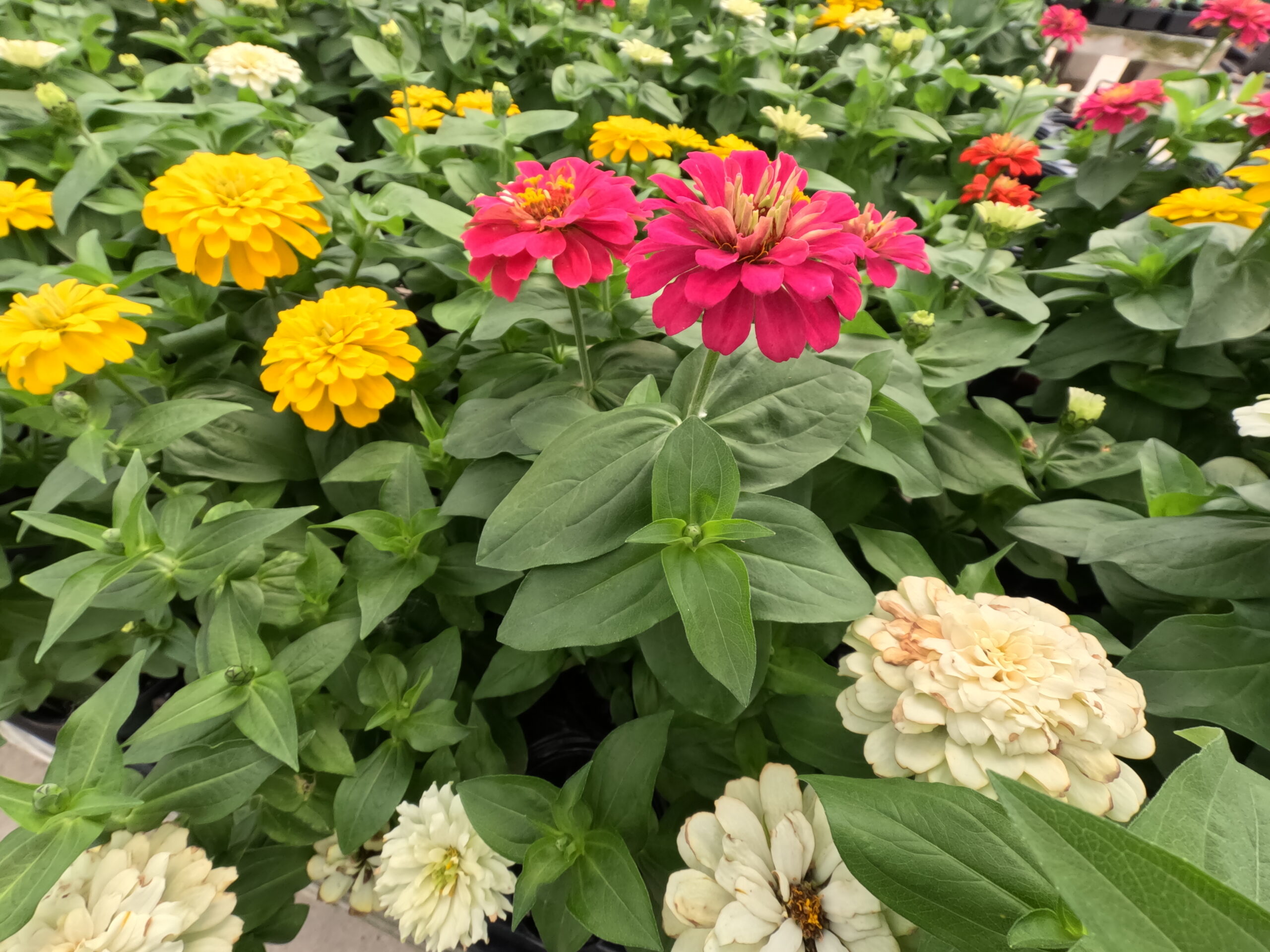 Zinnia annual flowers in full bloom at Holub Greenhouses of Ames Iowa.