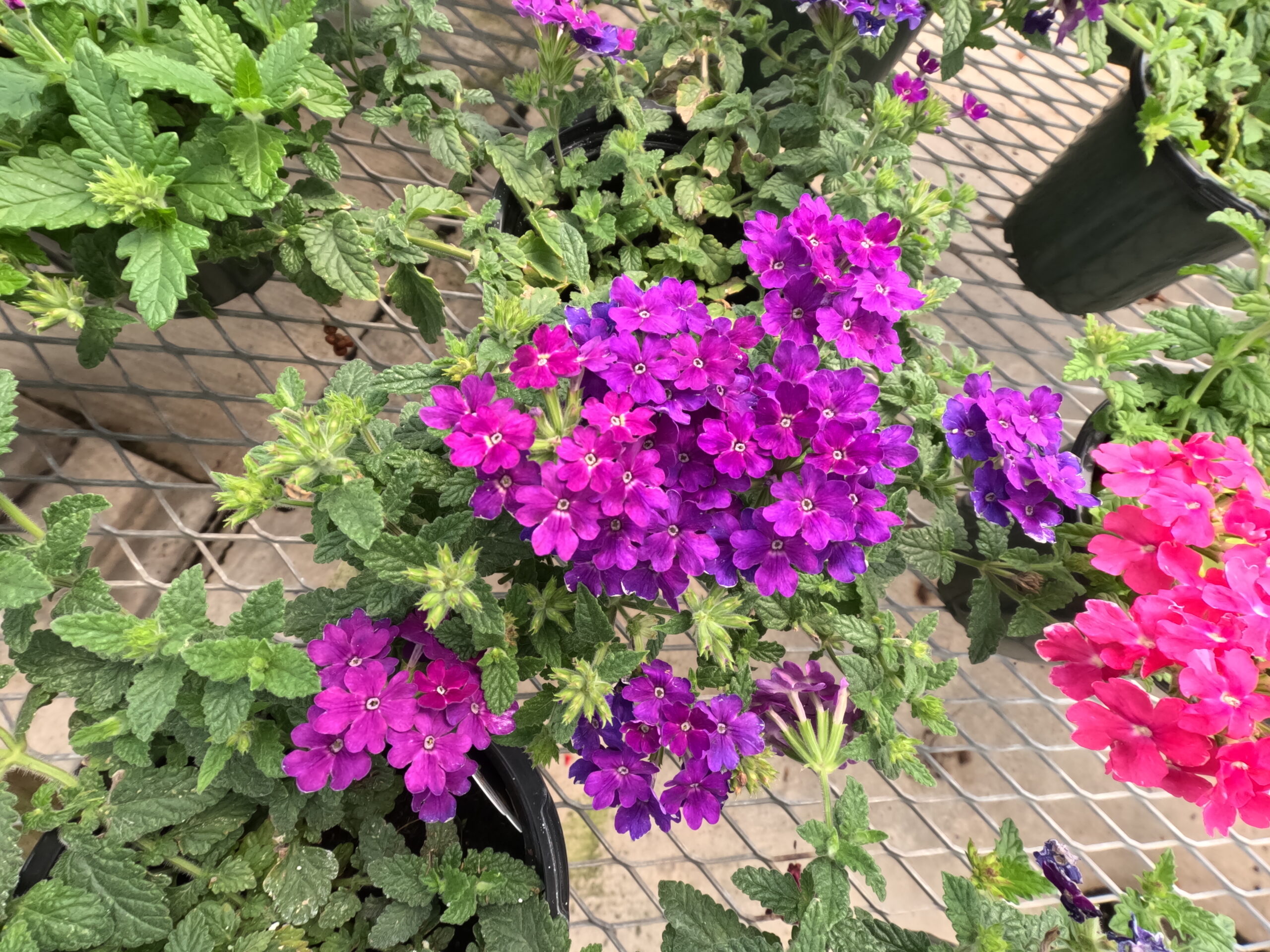Purple and pink verbena flowers in bloom at Holub Greenhouses in Ames Iowa