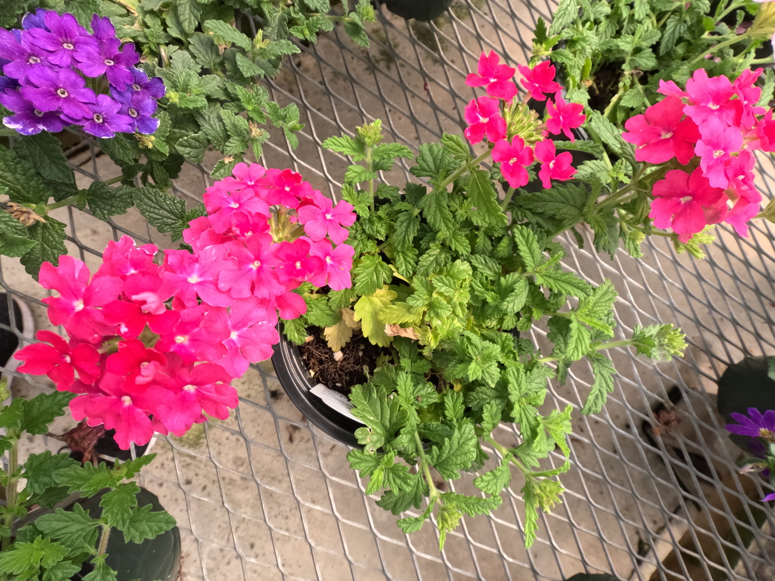 Pink verbena flowers in bloom at Holub Greenhouses in Ames Iowa