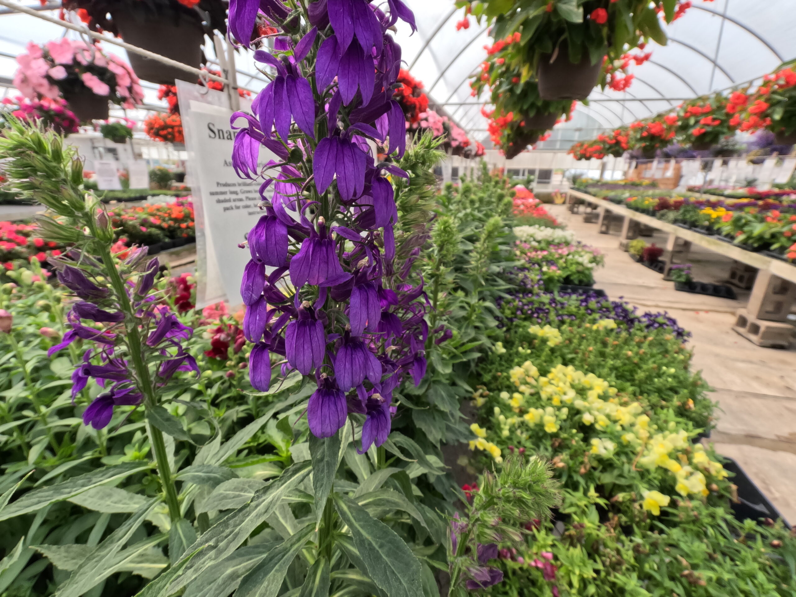 Photo of a purple snapdragon in bloom. This annual flower is a great addition to Iowa gardens and is available at Holub Greenhouses in Ames, Iowa. 