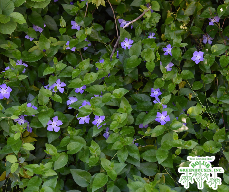 Flowering Vinca, also known as periwinkle, an annual flower for sale at Holub Greenhouses in Ames, Iowa