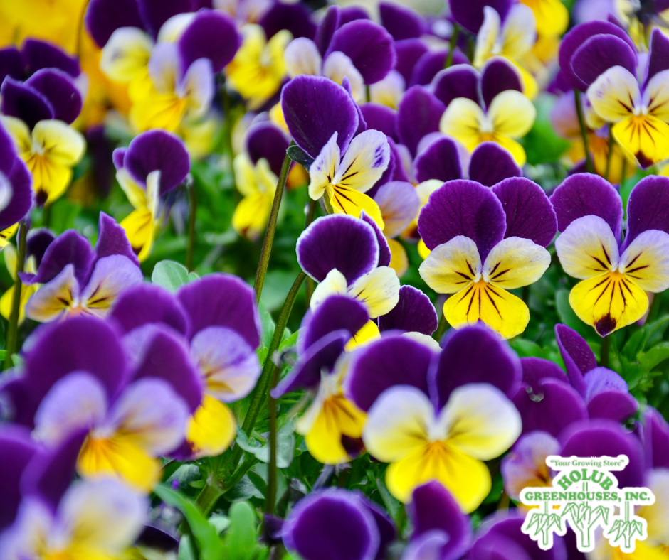 Annual viola flowers in full bloom. This annual flower is available at Holub Greenhouses in Ames, Iowa. 
