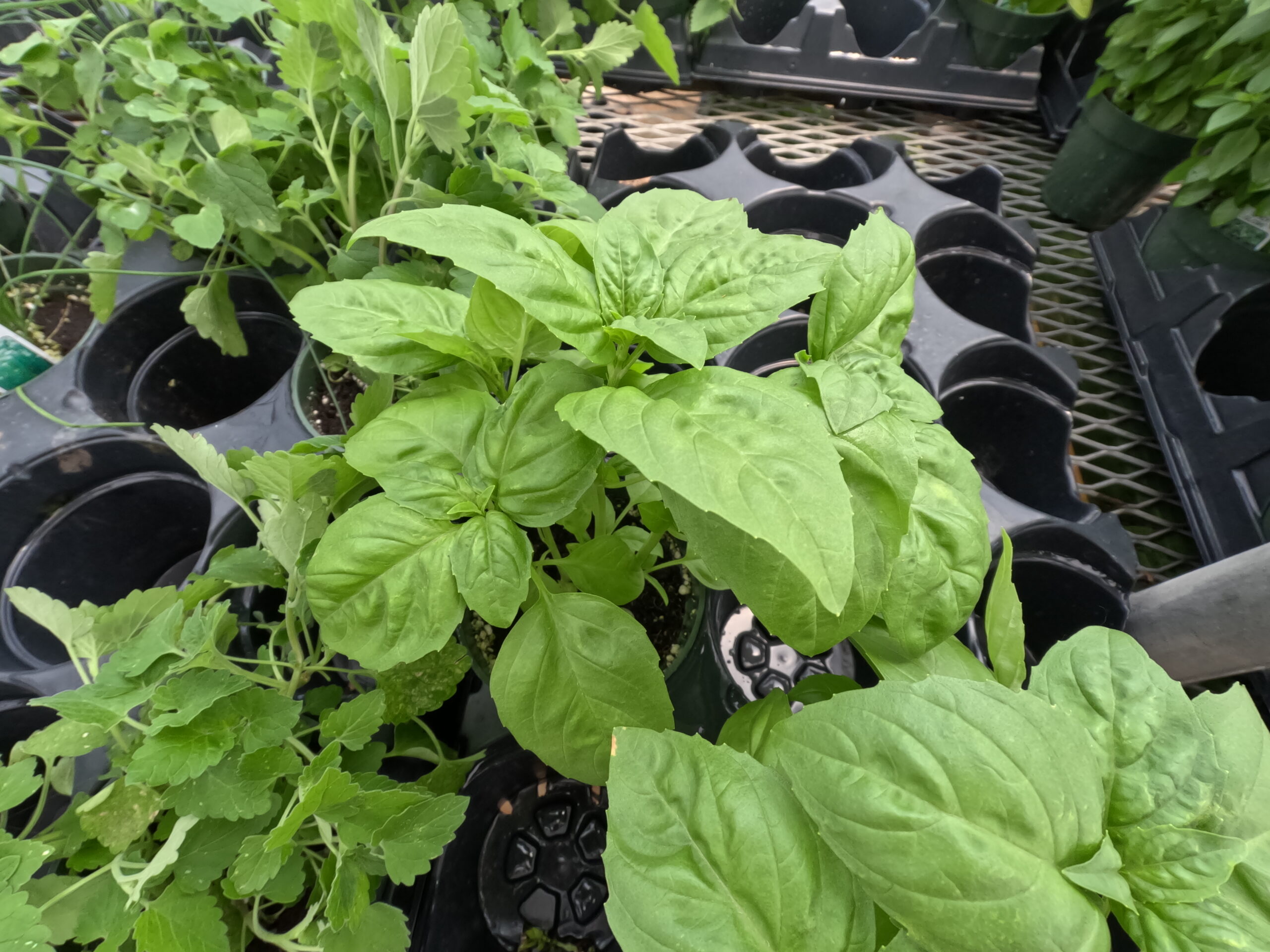 Basil herb starts available for purchase at Holub Greenhouses in Ames, Iowa.