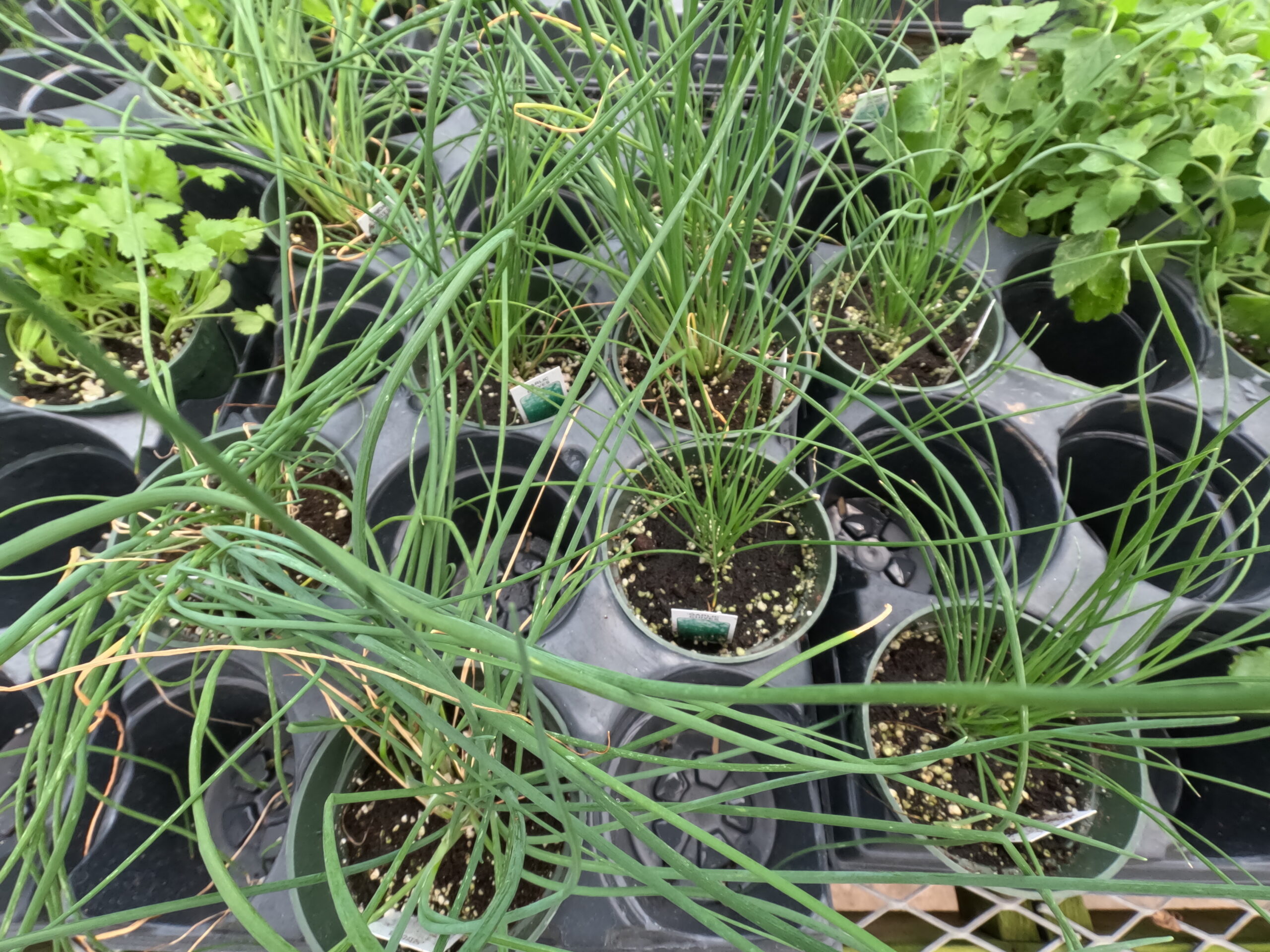 Chive herb starts available in the heb and vegetable section of Holub Greenhouses in Ames, Iowa. 