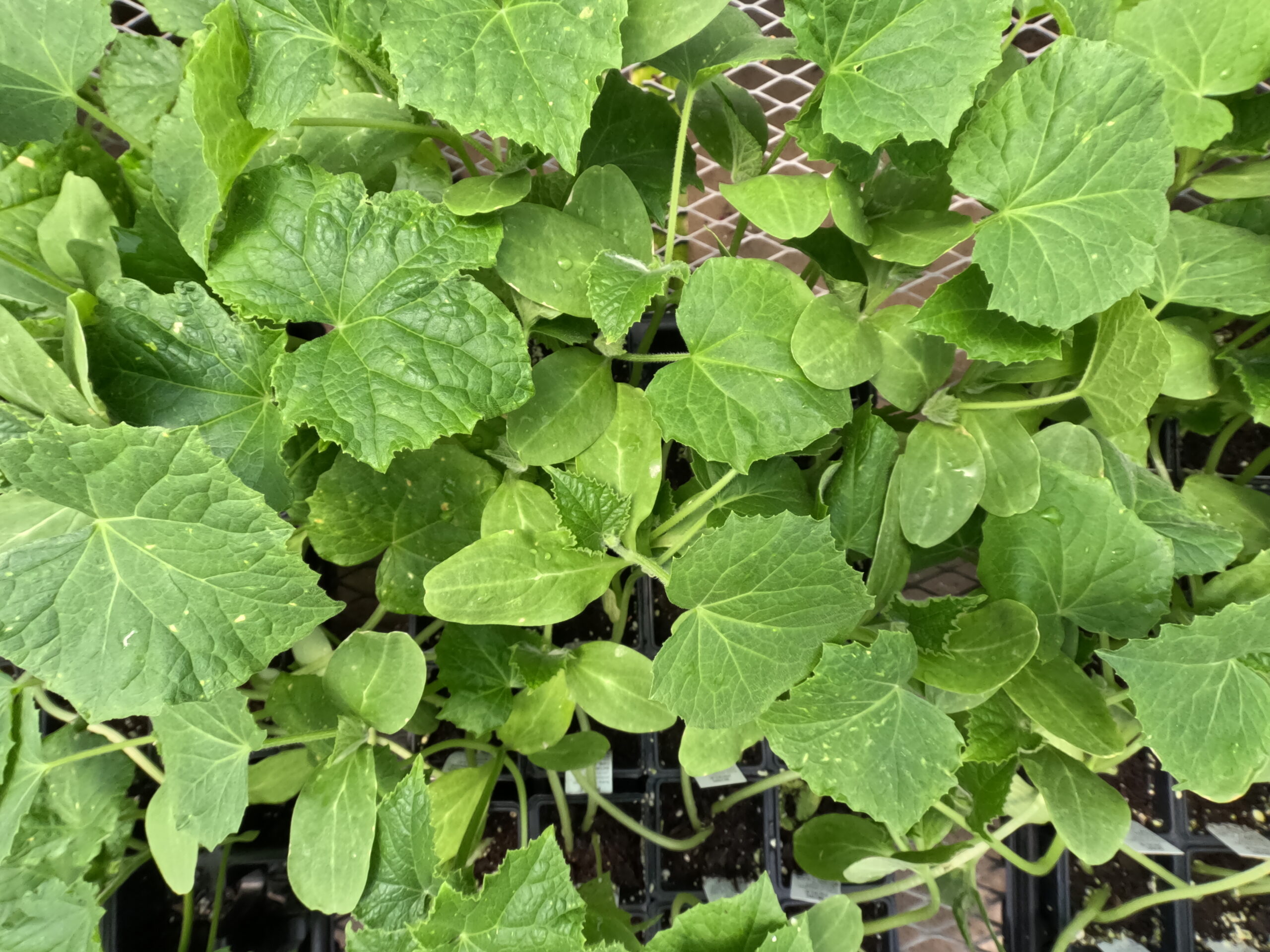 Cucumber starts in the herb and vegetable plant section at Holub Greenhouses in Ames, Iowa. 