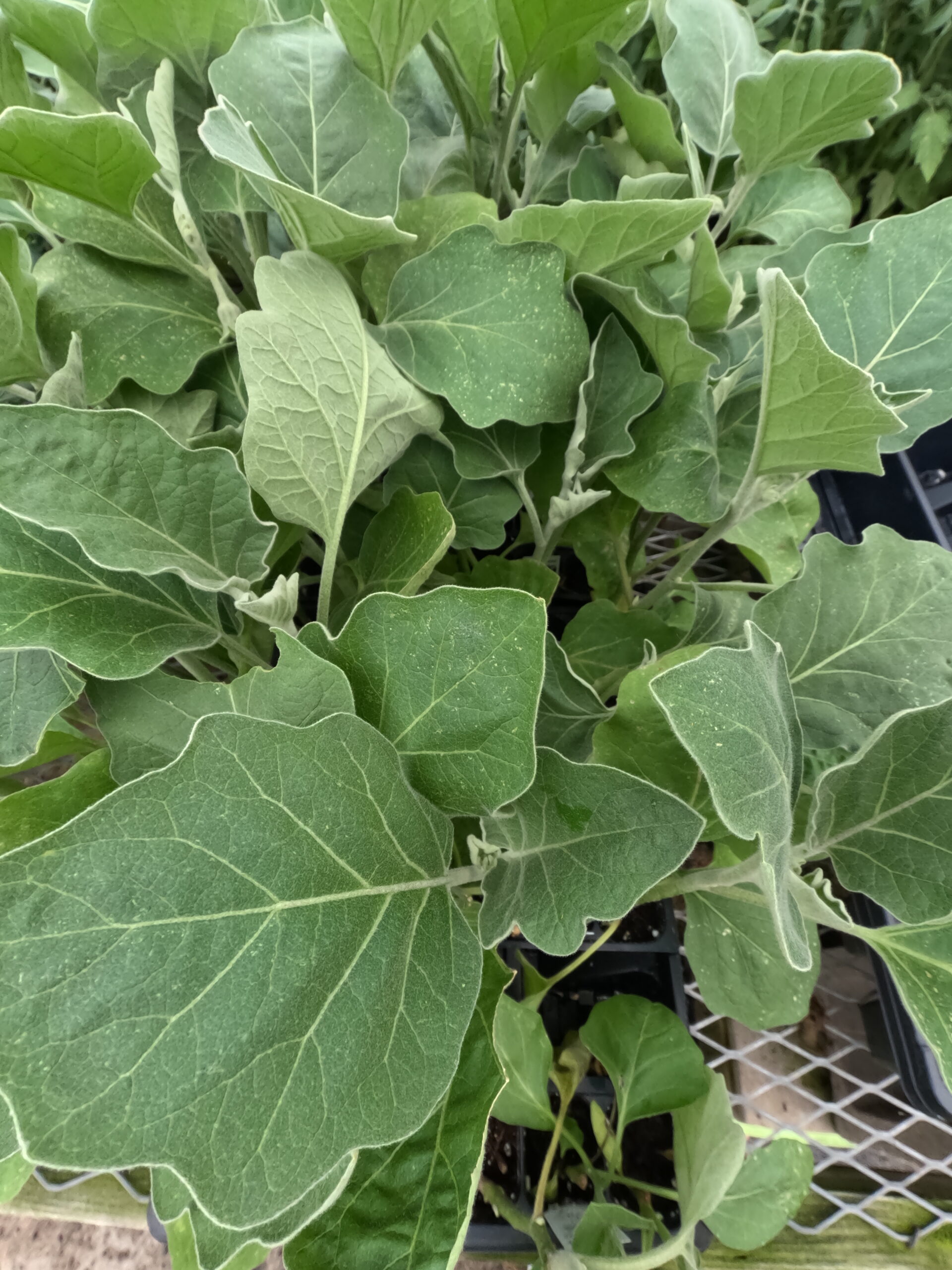 Eggplant starters in the herb and vegetable section of Holub Greenhouses in Ames, Iowa.
