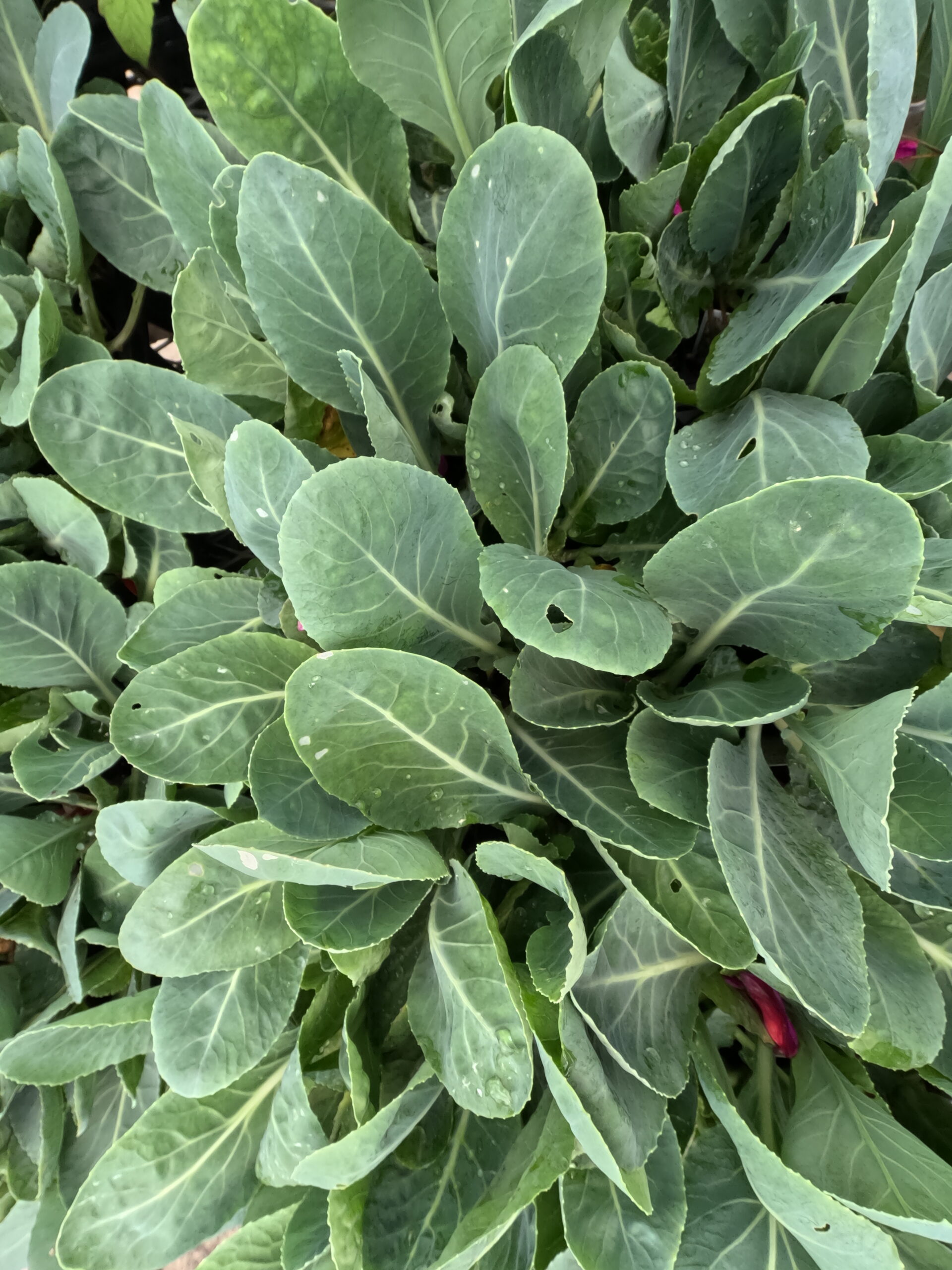 Cauliflower starts in the vegetable and herb section of Holub Greenhouses in Ames, Iowa.