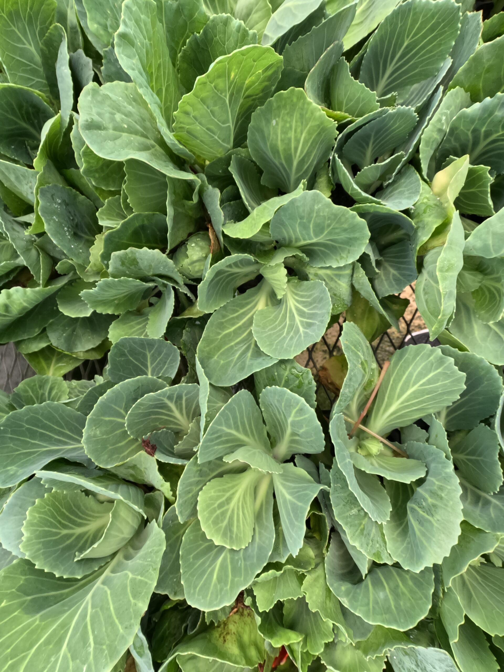 Cabbage starts available in the vegetable and herb section at Holub Greenhouses in Ames, Iowa. 