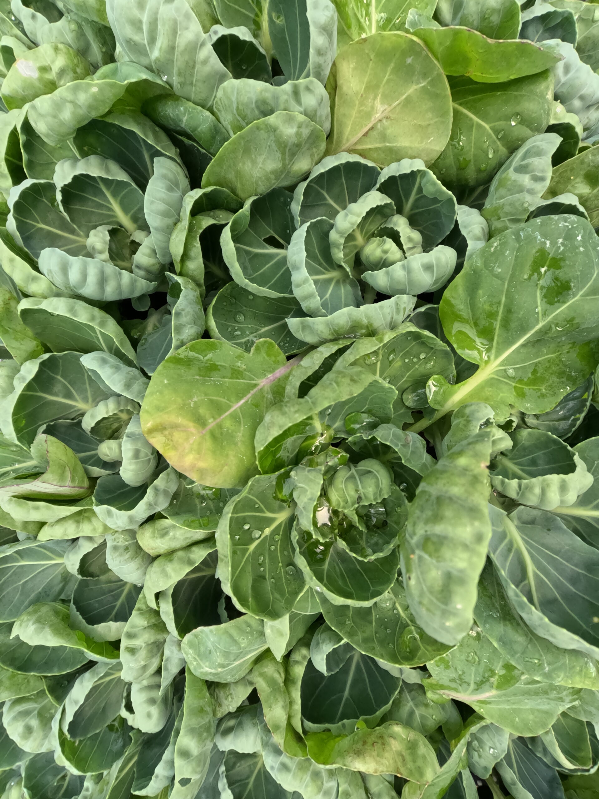 Brussels sprouts vegetable starter plant available at Holubs Greenhouses in Ames, Iowa. 