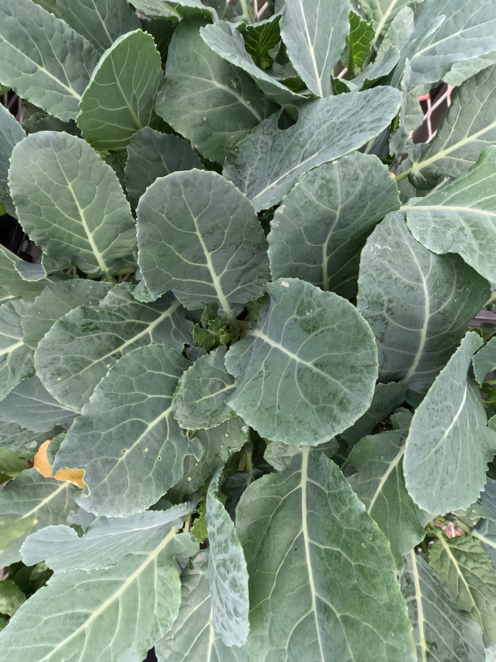Broccoli vegetable starts at Holub Greenhouses in Ames, Iowa next to other vegetable starts for local vegetable and herb gardens. 