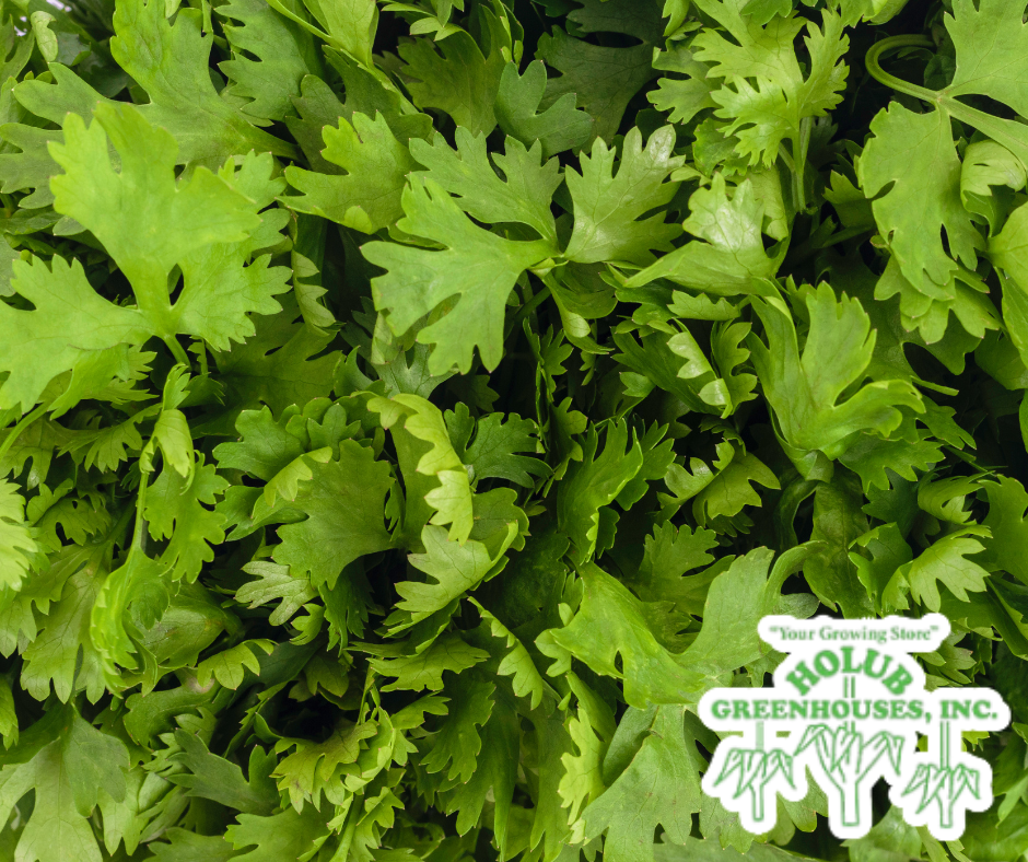 Cilantro herb starters in the herb and vegetable section of Holub Greenhouses.