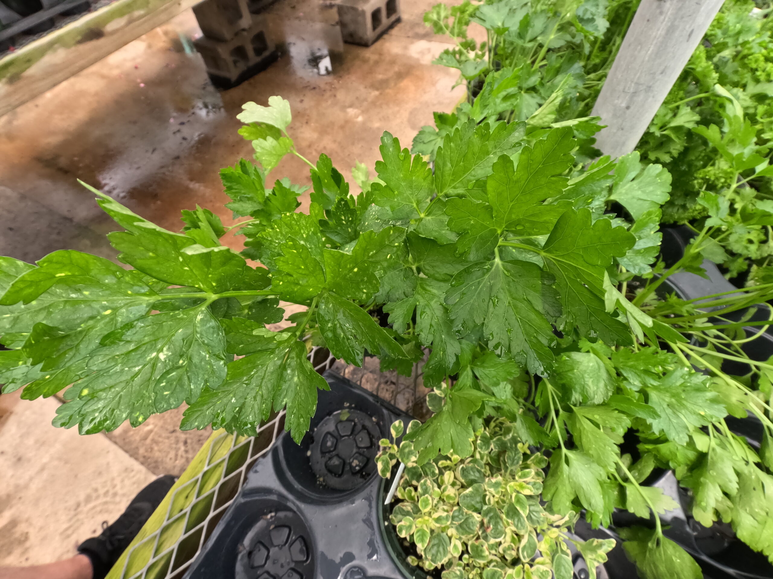 Parsley starts available in the herb and vegetable section at Holub Greenhouses in Ames, Iowa.