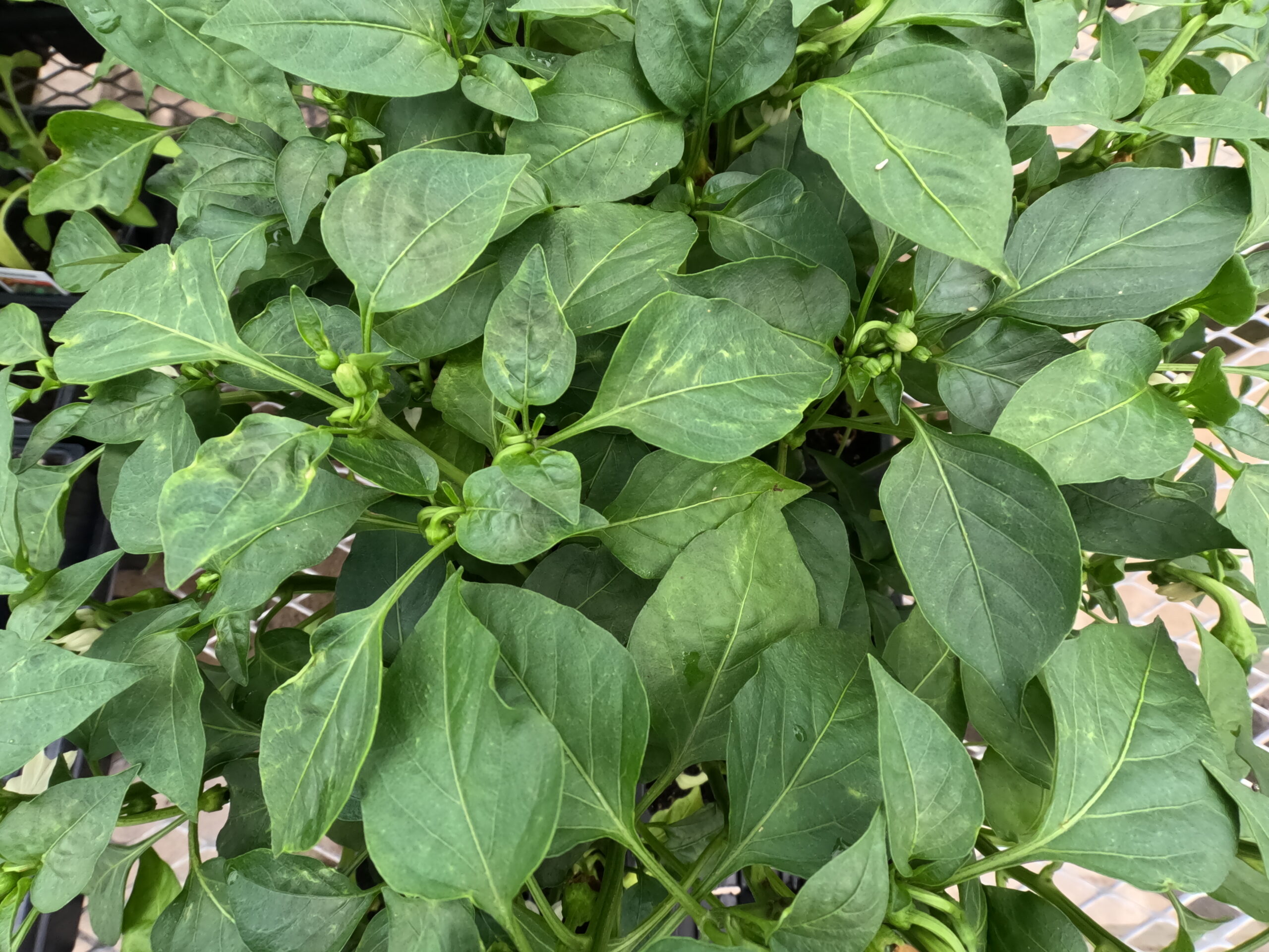 Peppers available as vegetable starts in the vegetable and herb section at Holub Greenhouses in Ames, Iowa.