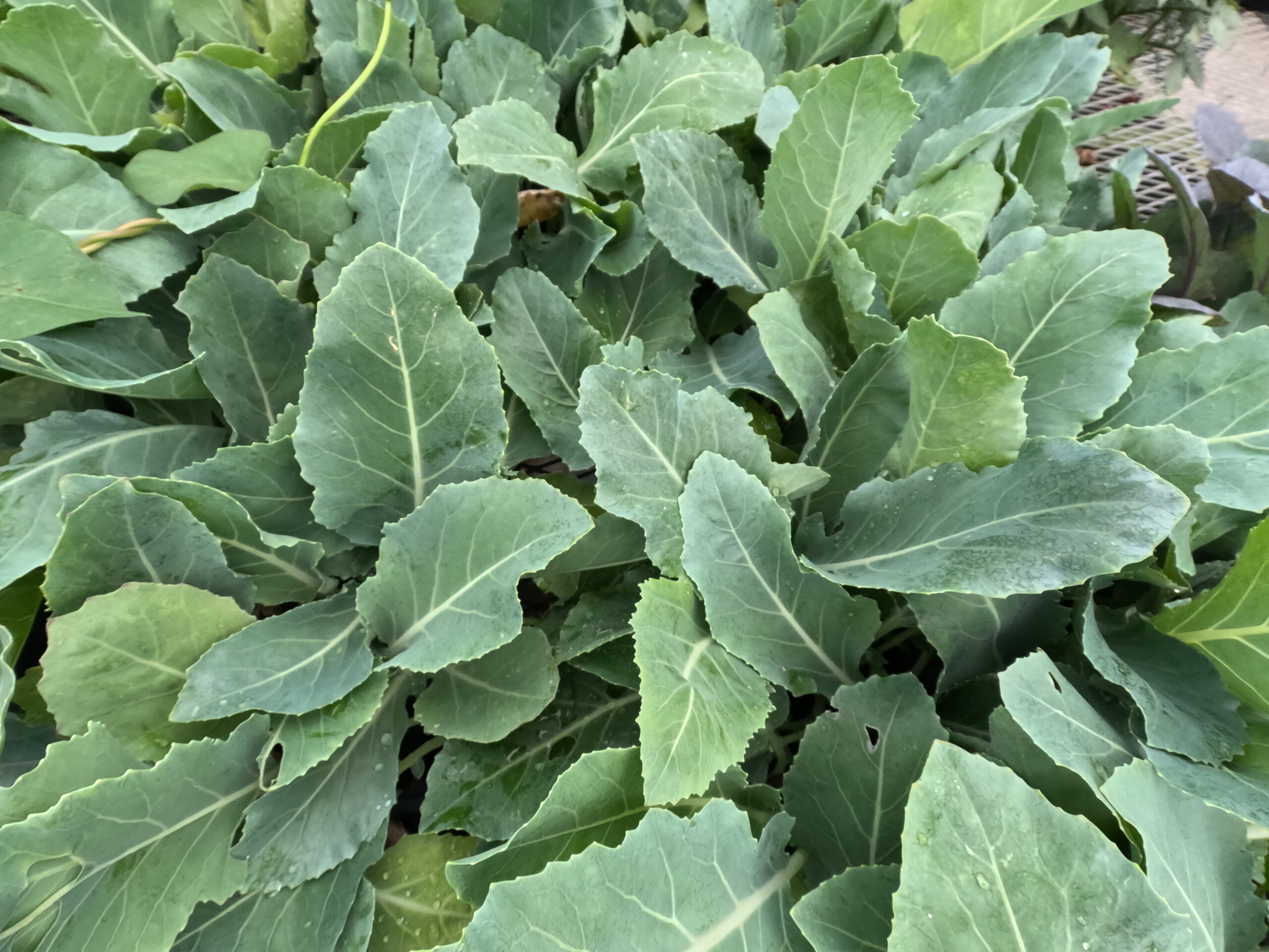 Kohlrabi vegetable starts available in the herb and vegetable section at Holub Greenhouses in Ames, Iowa. 
