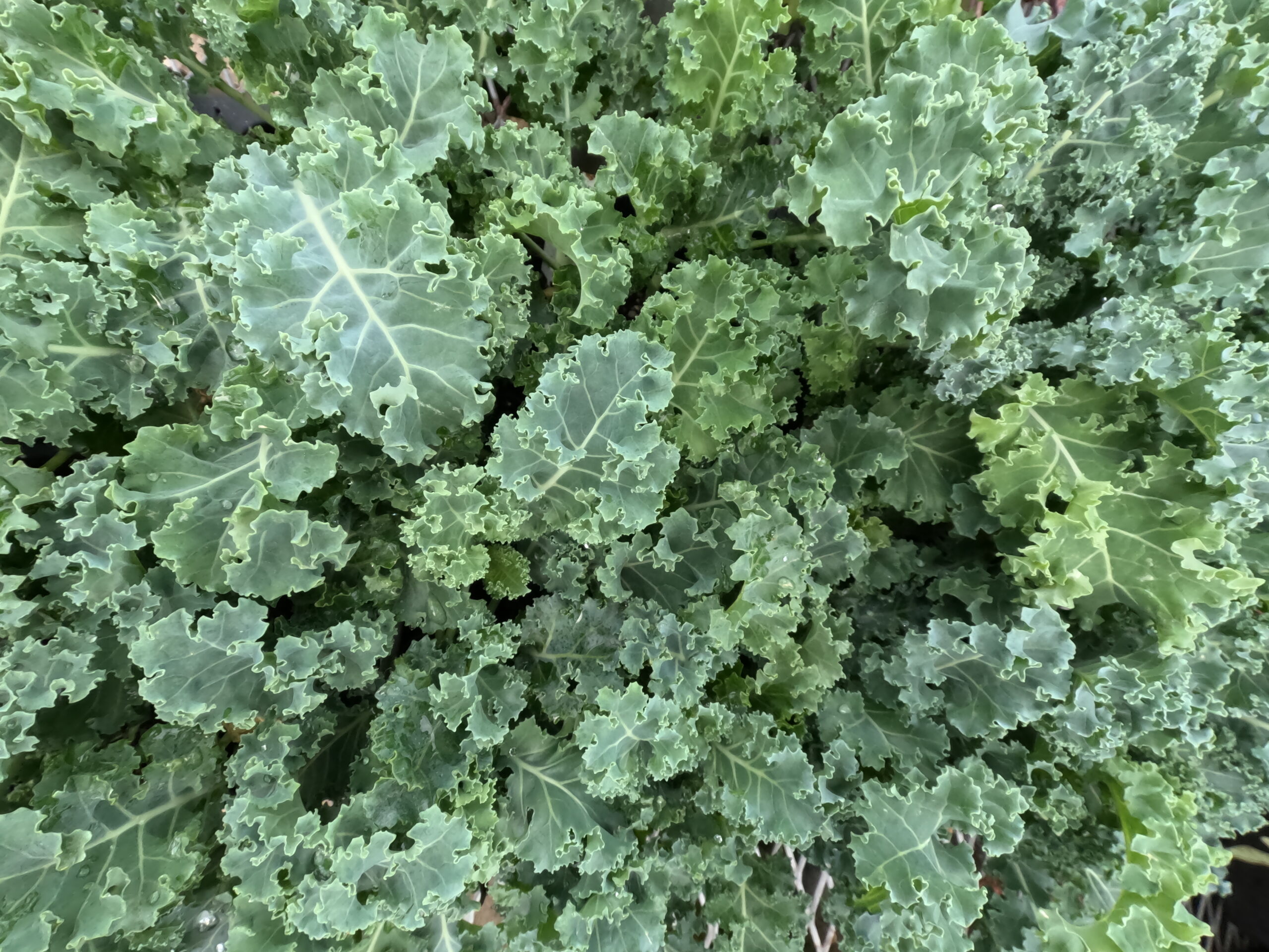 High quality kale starts in the herb and vegetable section of Holub Greenhouses in Ames, Iowa. 
