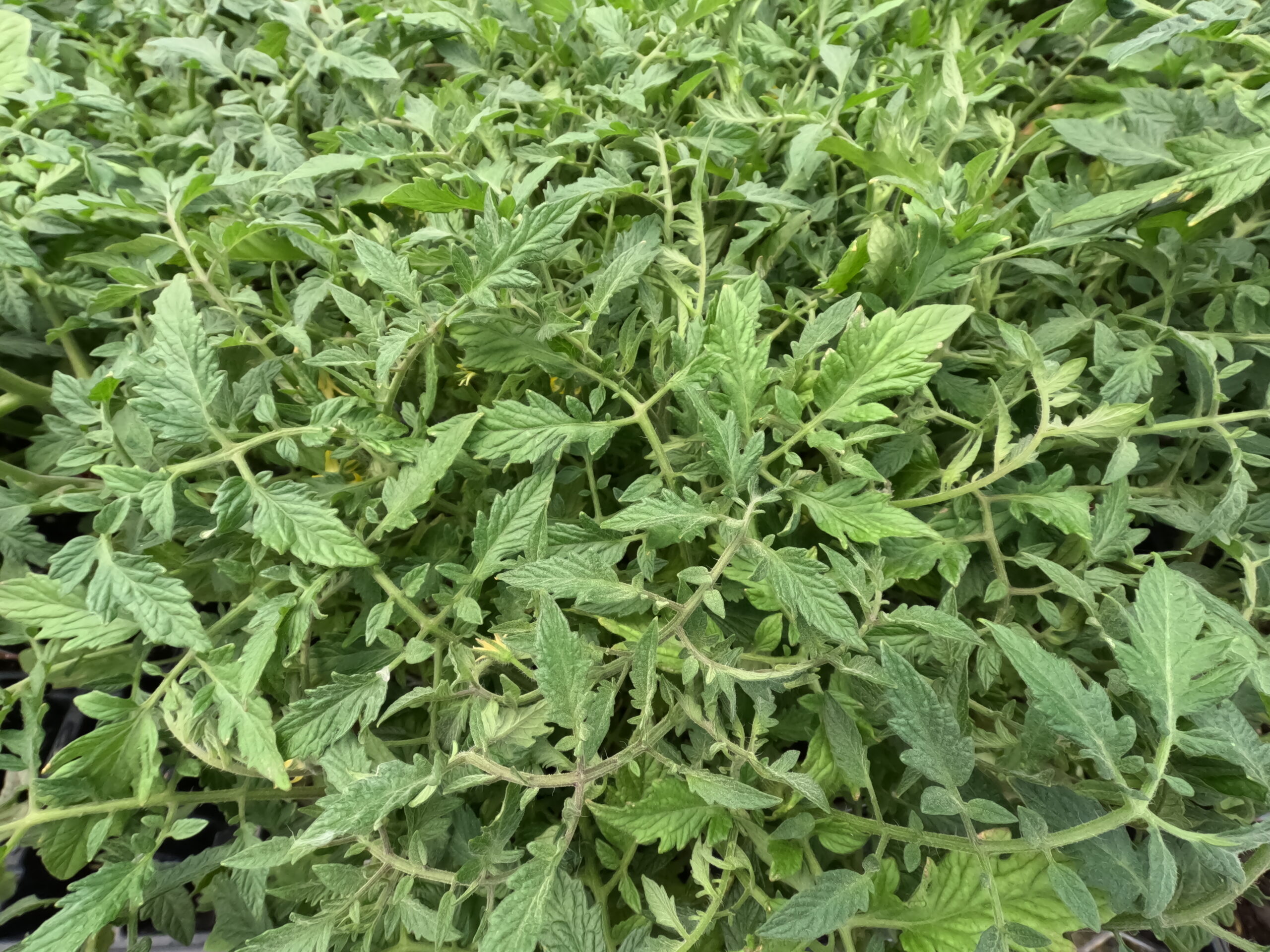 Tomato starters in the herb and vegetable section of Holub Greenhouses in Ames, Iowa. 