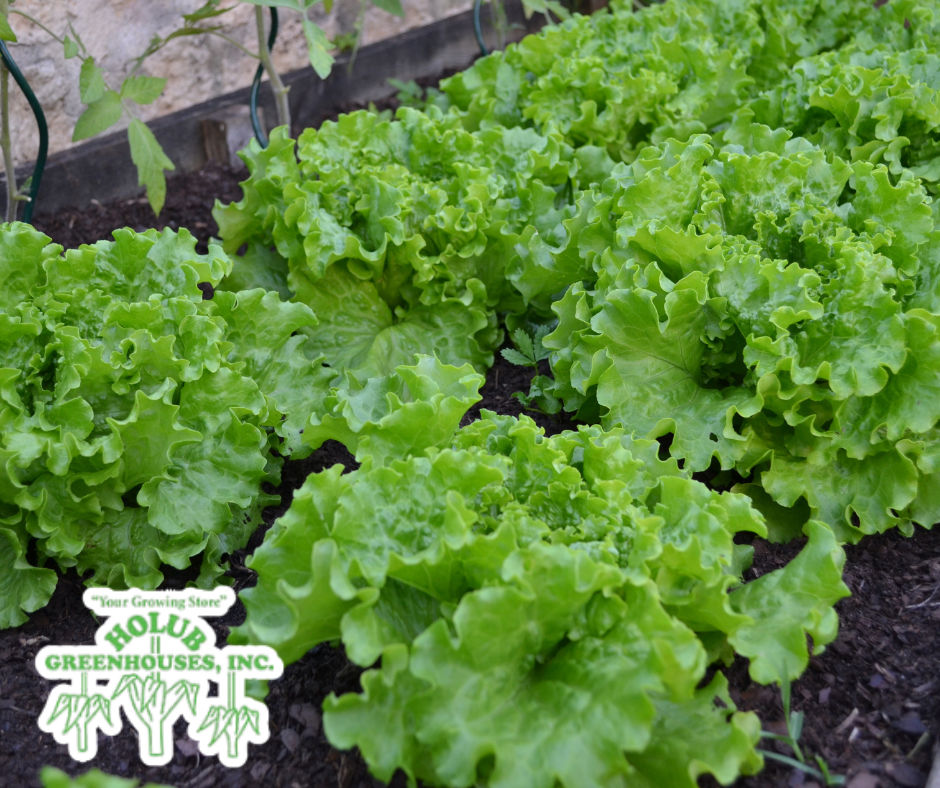 Lettuce starts available in the vegetable and herb section at Holub Greenhouses in Ames, Iowa.