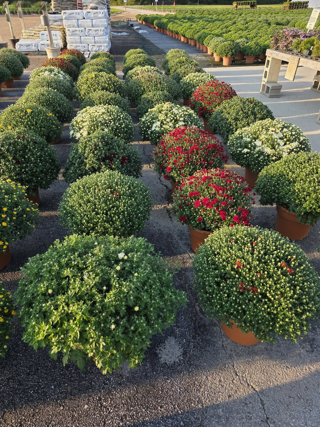 A variety of fall mums on display at Holub Greenhouses in Ames, Iowa.